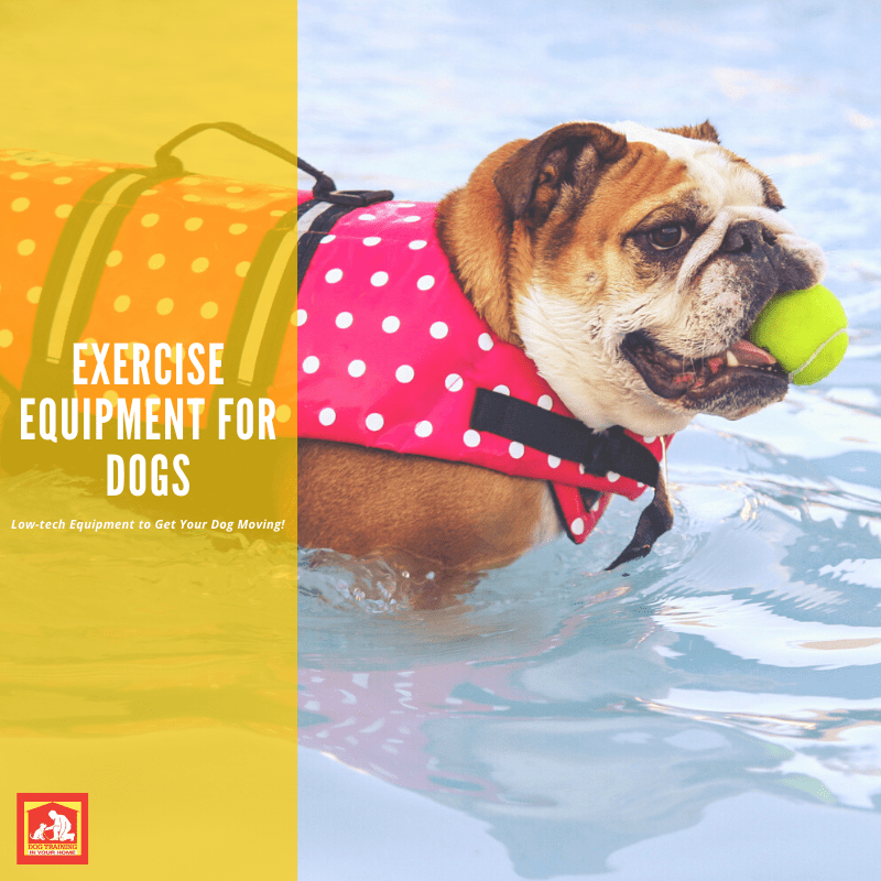 Exercise Equipment for Dogs  Dog Training In Your Home - Columbia