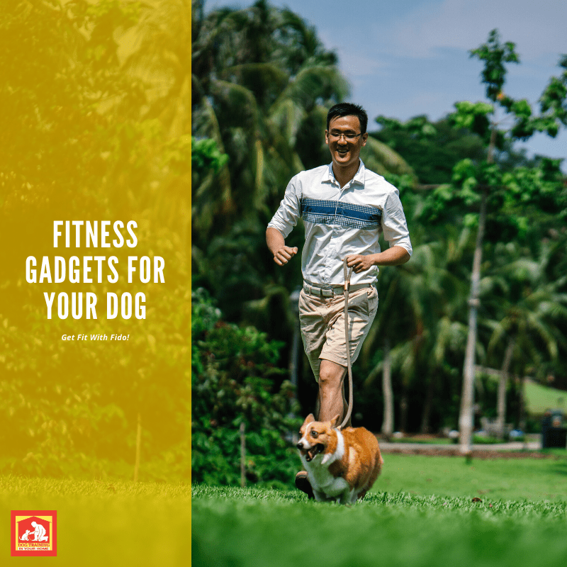 Fitness Gadgets For Your Dog