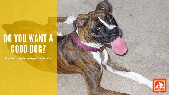 Do You Want A Good Dog | Dog Training In Your Home