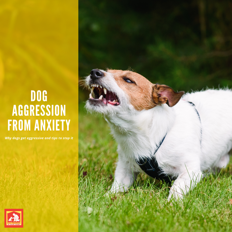 Dog Aggression From Anxiety | Dog Training In Your Home - Columbia - Why Do Dogs With Anxiety Do Deliberate Damage