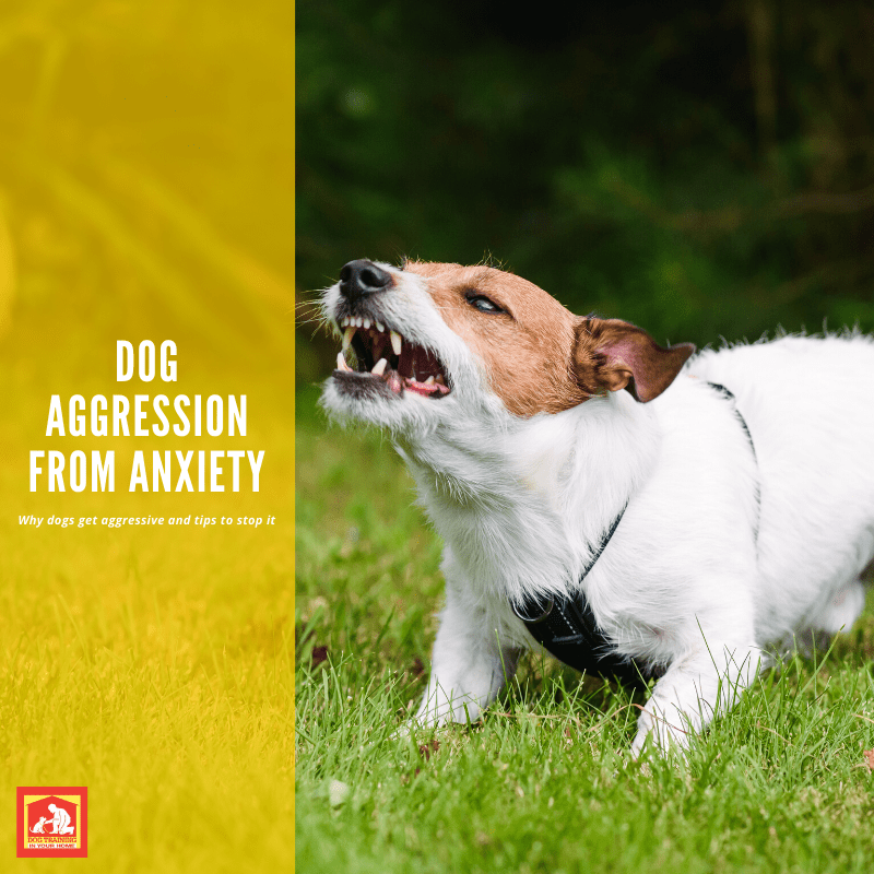 Dog Aggression from Anxiety | Dog Training In Your Home Columbia