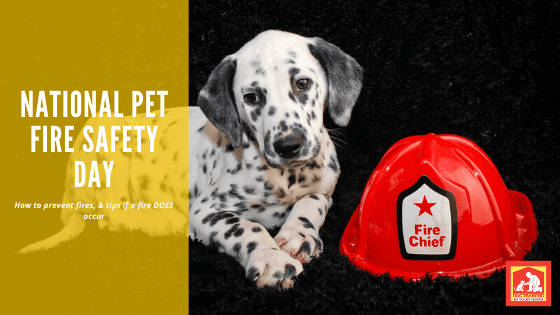 National Pet Fire Safety Day | Dog Training In Your Home Columbia