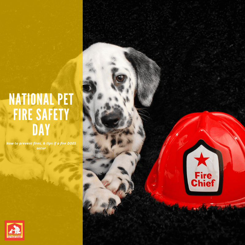 National Pet Fire Safety Day | Dog Training In Your Home Columbia