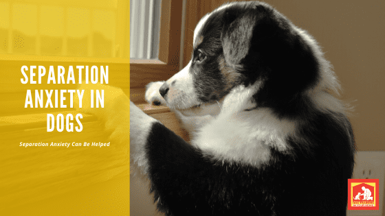 Separation Anxiety In Dogs | Dog Training In Your Home Columbia