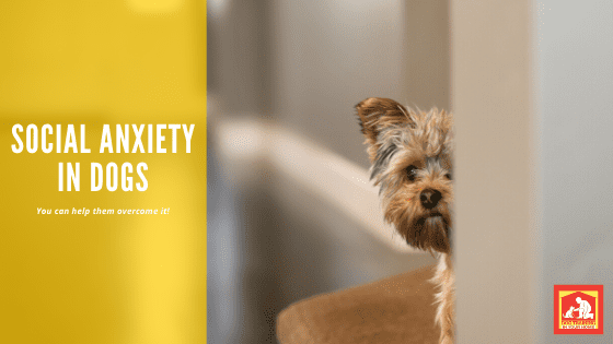 Social Anxiety In Dogs | Dog Training In Your Home Columbia