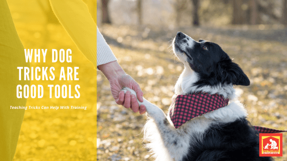 Dog Tricks are Good Tools | Dog Training In Your Home Columbia