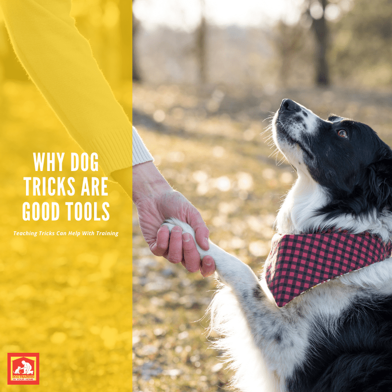 Why Dog Tricks Are Good Tools