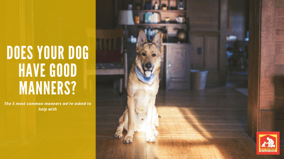 Good Dog Manners | Dog Training In Your Home Columbia