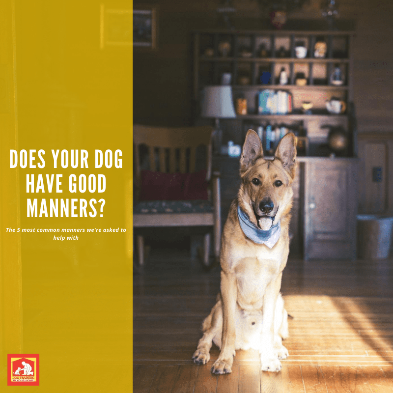 Do You Want Your Dog to Have Good Manners?