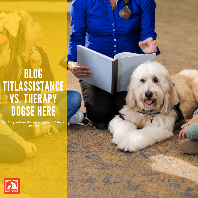 Assistance Dogs vs. Therapy Dogs: What Is the Difference?