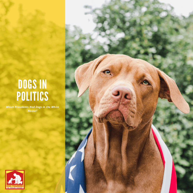 Presidential Pups: Not Just The Common Man’s Best Friend