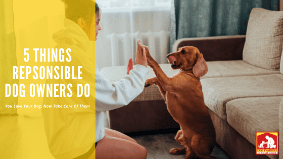 Responsible Dog Owners | Dog Training In Your Home Columbia