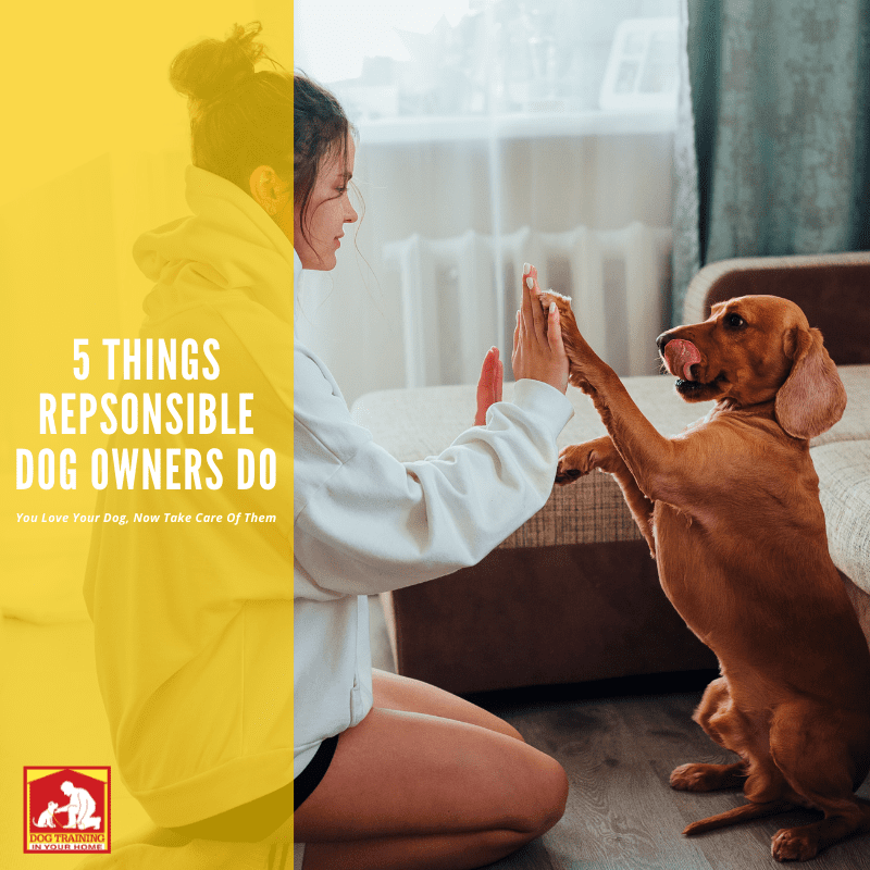5 Things Responsible Dog Owners Do