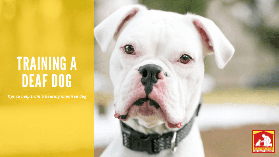 Training a Deaf Dog | Dog Training In Your Home Columbia