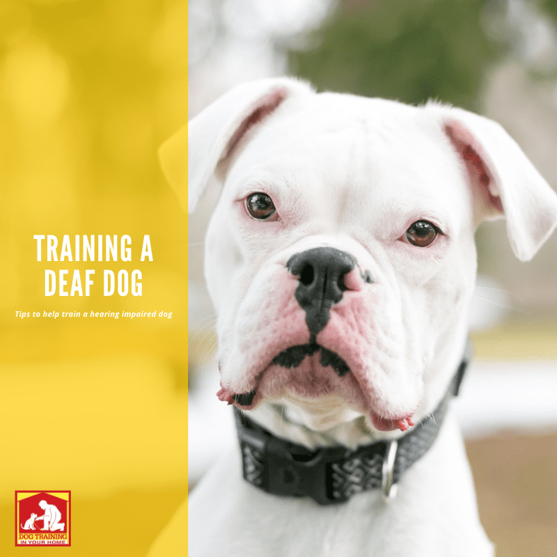 Deaf dog training near hot sale me