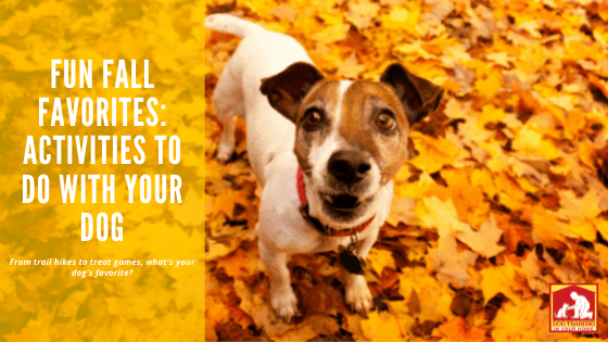 Fall Activities to Dog With Your Dog | Dog Training In Your Home Columbia