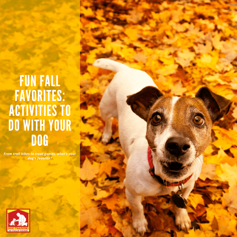 Fun Fall Favorites: Activities To Do With Your Dog