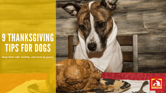 Thanksgiving Tips | Dog Training In Your Home Columbia