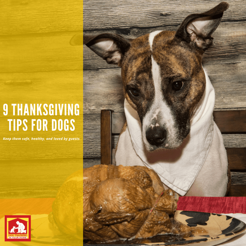 Thanksgiving Tips | Dog Training In Your Home Columbia