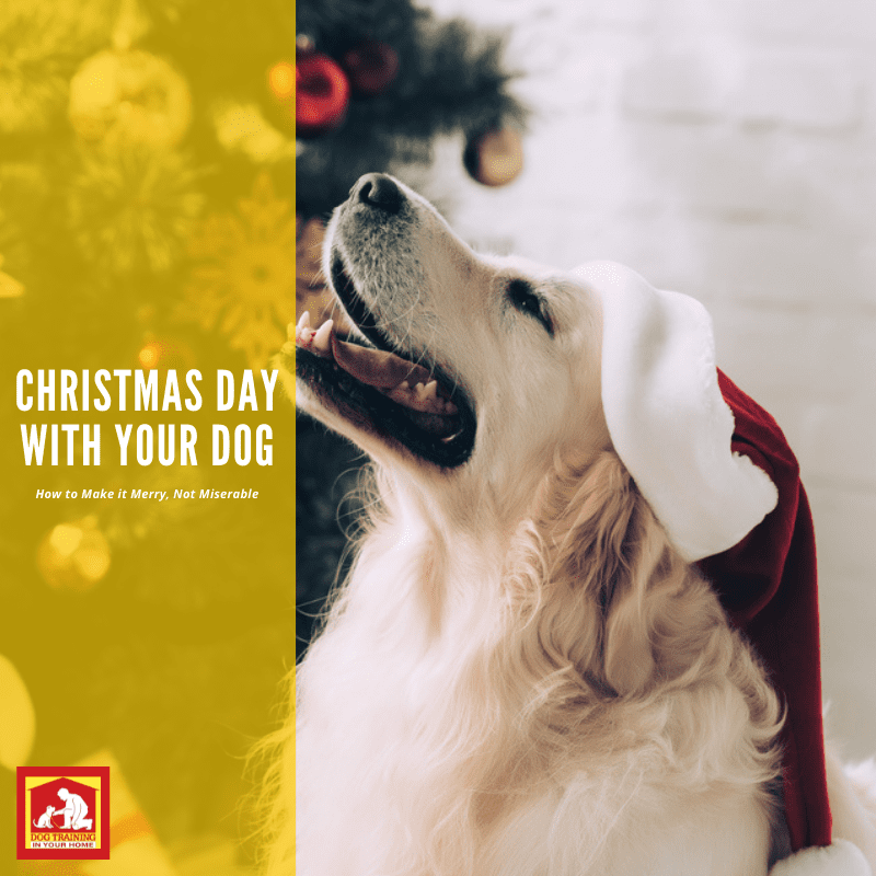 Make Christmas Day With Your Dog Merry, Not Miserable