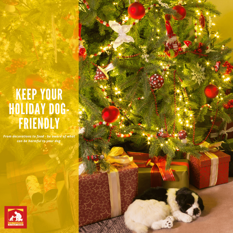 Make Sure Your Holiday is Dog-friendly