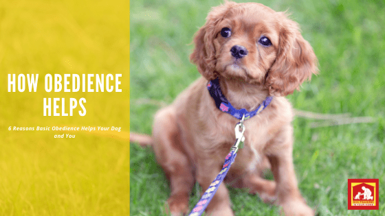 Basic obedience helps your dog and you! Here are 6 reasons why | Dog Training In Your Home Columbia