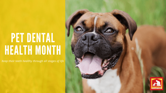 Pet Dental Health Month | Dog Training In Your Home Columbia