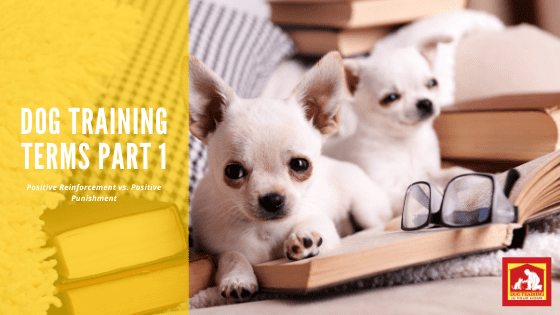 Positive Reinforcement and Punishment Explanations | Dog Training In Your Home