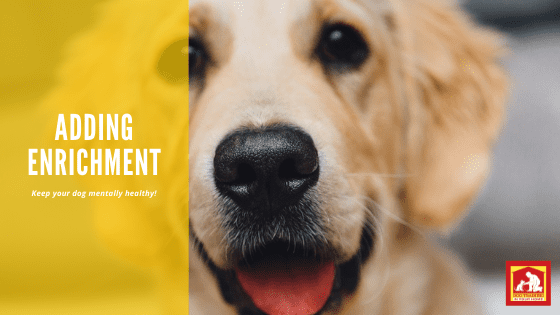 Enrichment is beneficial for both your dog and you! It keeps your dog mentally and physically healthy. | Dog Training In Your Home Columbia