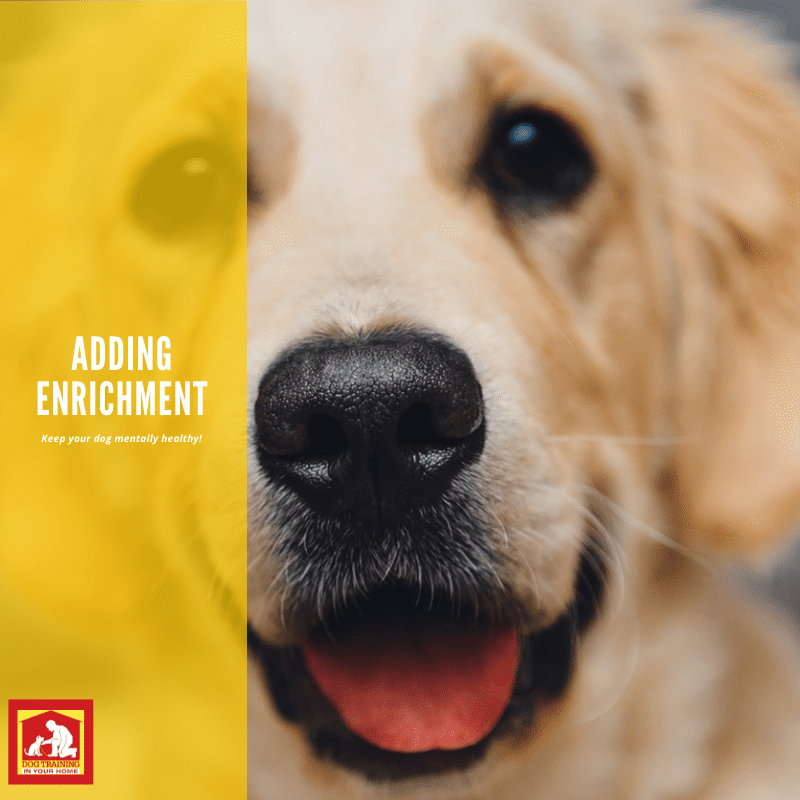 Enrichment – Why it is Important for Your Dog