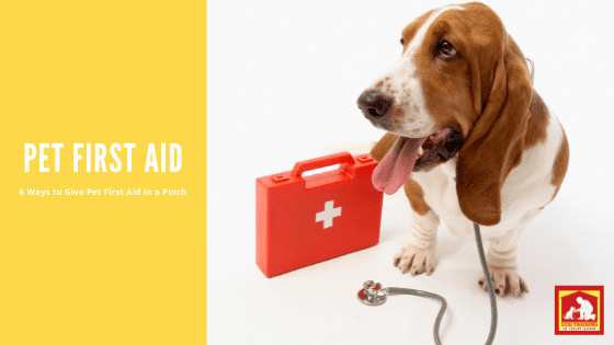 6 Ways to Give Pet First Aid Without an Emergency Kit Pet First Aid | Dog Training In Your Home Columbia