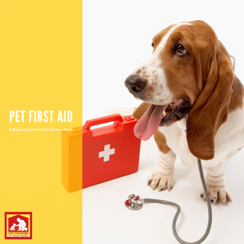 6 Ways to Give Pet First Aid Without an Emergency Kit Pet First Aid | Dog Training In Your Home Columbia