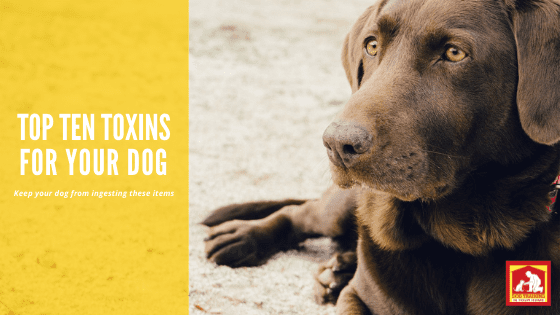 Are you up to date on your poison prevention for dogs? Here are the top ten toxins for dogs | Dog Training In Your Home Columbia