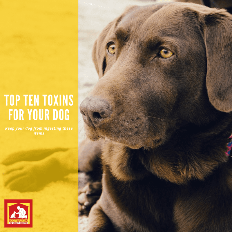 Are you up to date on your poison prevention for dogs? Here are the top ten toxins for dogs | Dog Training In Your Home Columbia