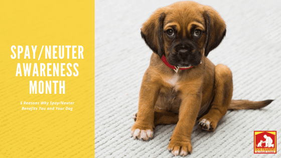 There are several health reasons your dog should be spayed or neutered | Dog Training In Your Home, Columbia