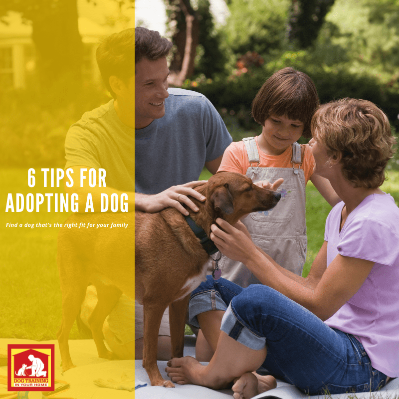 6 Tips To Adopt the Right Dog For You