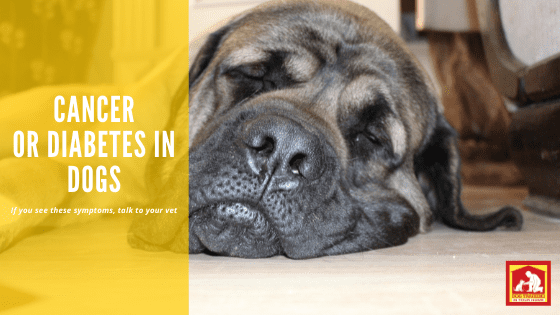 Symptoms of cancer and diabetes in dogs | Dog Training In Your Home Columbia