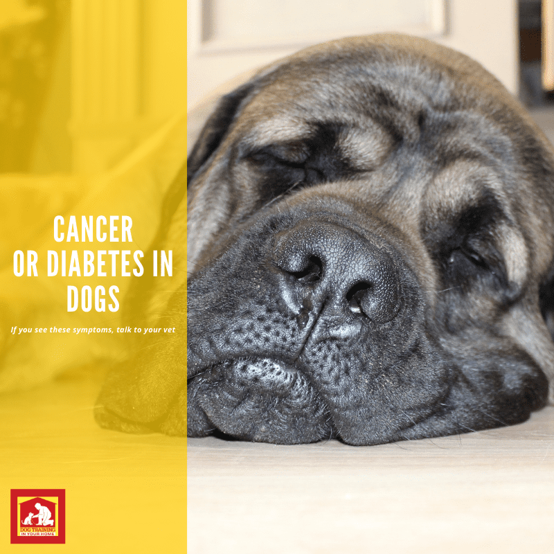 How to Tell If Your Dog Has Cancer or Diabetes