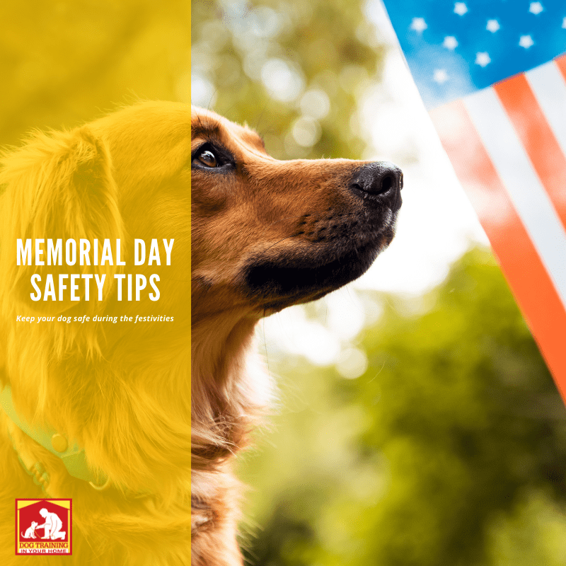 How to Keep Your Dog Safe Over Memorial Day Weekend