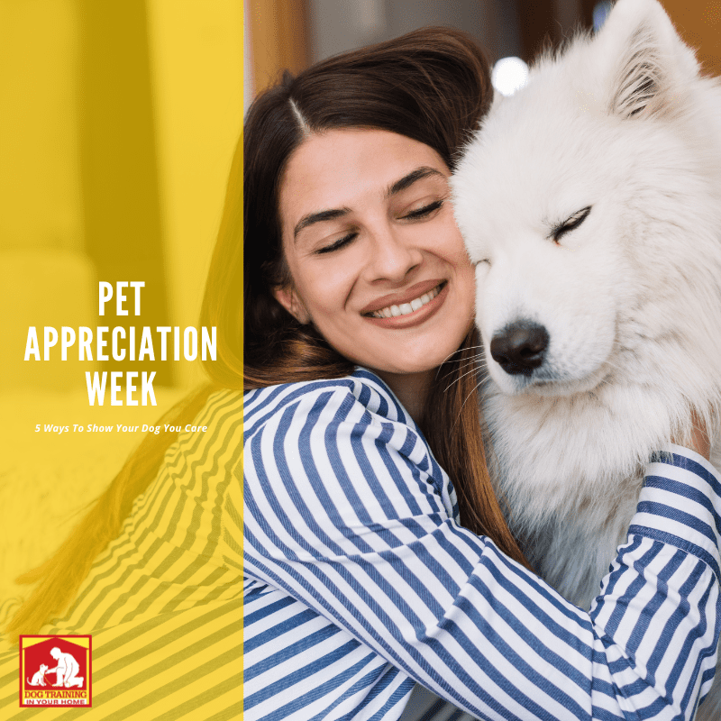 Pet Appreciation Week | Dog Training In Your Home Columbia