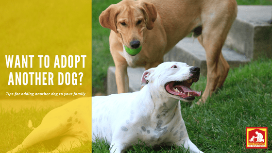 Adopt Another Dog | Dog Training In Your Home Columbia