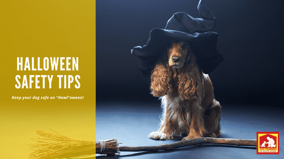 Halloween Safety Tips for Dogs | Dog Training In Your Home Columbia