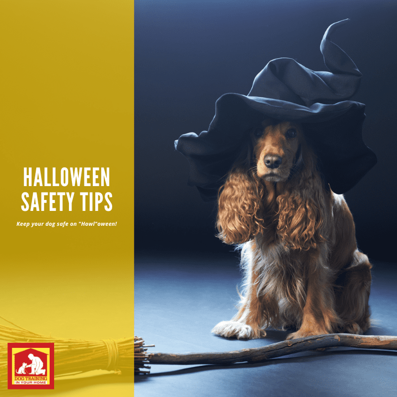 Halloween Safety Tips for Dogs | Dog Training In Your Home Columbia