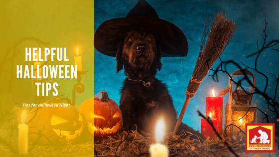 Helpful Halloween Tips | Dog Training In Your Home Columbia