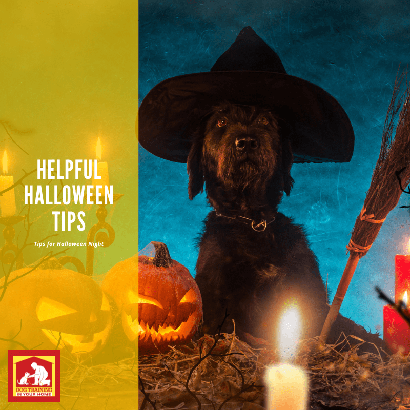 Helpful Halloween Tips | Dog Training In Your Home Columbia