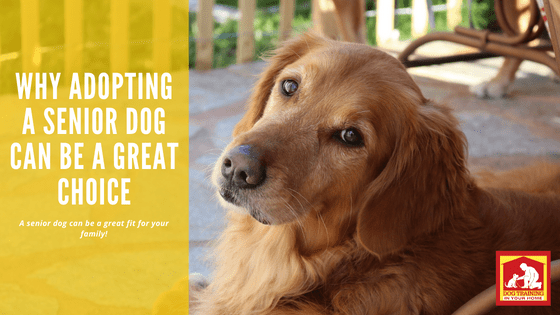 Adopting a Senior Dog is a Great Choice | Dog Training In Your Home Columbia