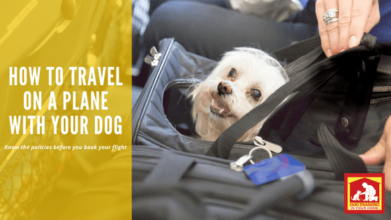 Travel on a Plane With Your Dog | Dog Training In Your Home Columbia