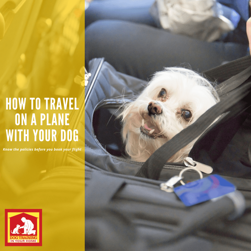 How to Travel on a Plane With Your Dog