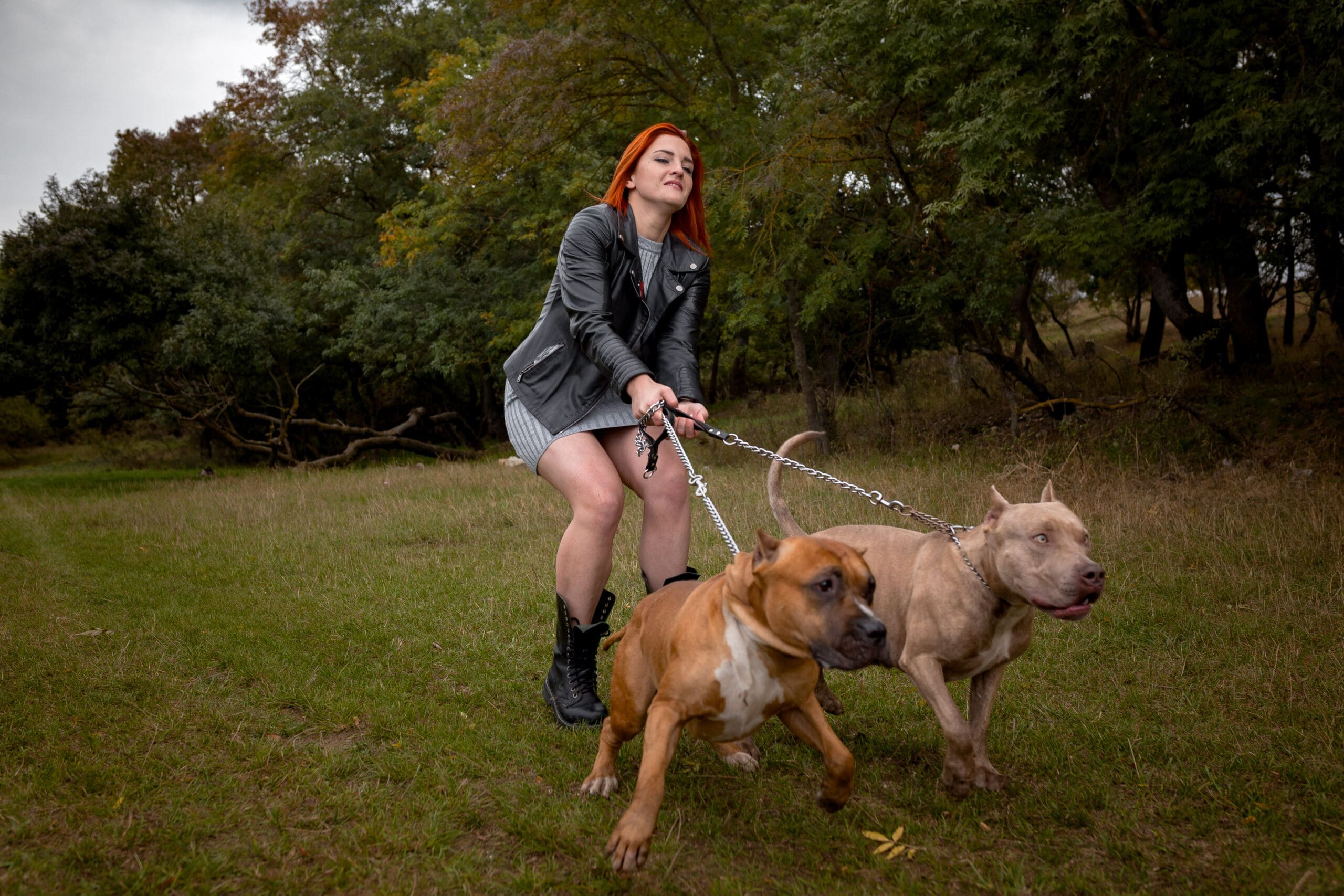 woman with two beautiful American Staffordshire pitbulls