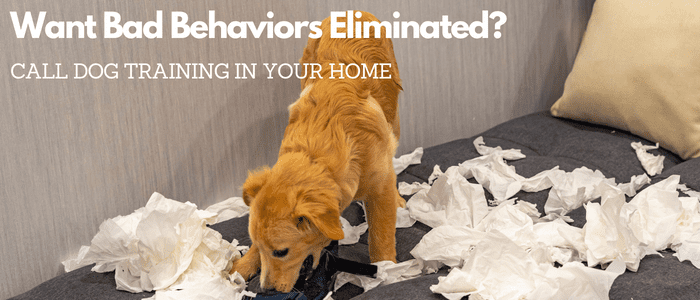 dog chewing up furniture and paper My dog chews up everything